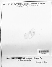 Microsphaera extensa image